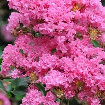 Lagerstroemia indica x L fauriei Biloxi-Yamina Rare Plants