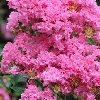 Lagerstroemia indica x L fauriei Biloxi 1