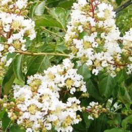 Lagerstroemia indica x L fauriei Natchez 1