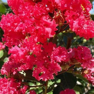 Lagerstroemia indica x L fauriei Pink 1