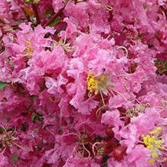 Lagerstroemia indica x L fauriei Sioux