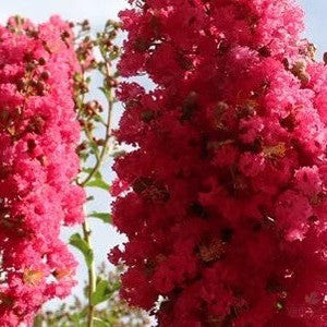 Lagerstroemia indica x L fauriei Tuscarora 1