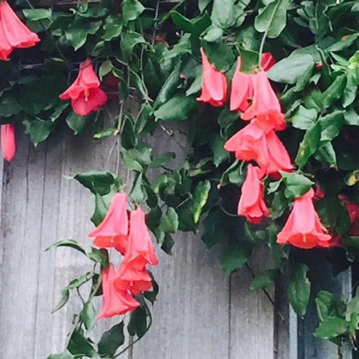 Lapageria rosea 1