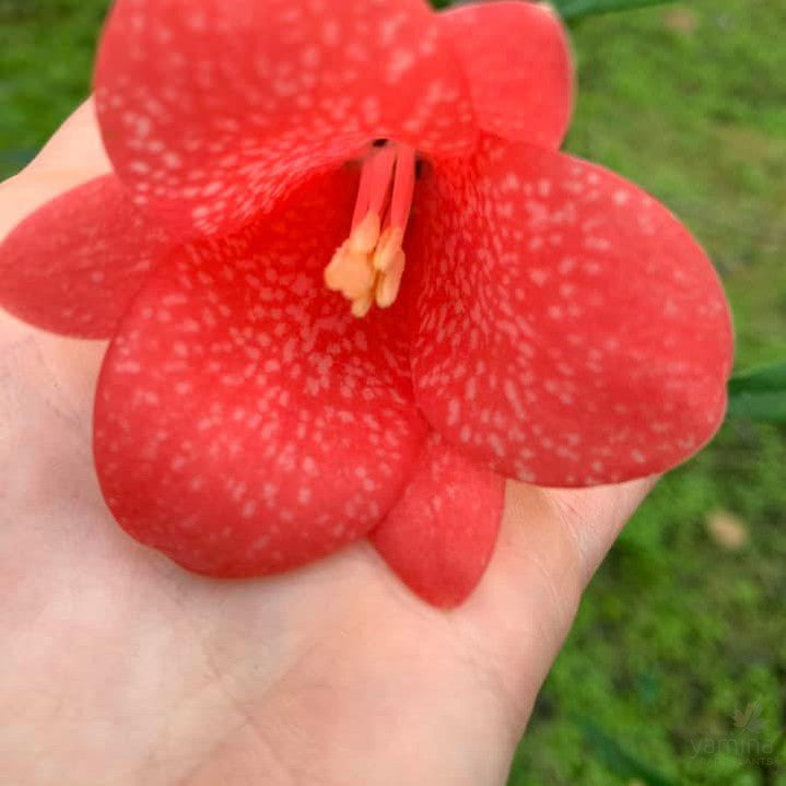 Lapageria rosea 2