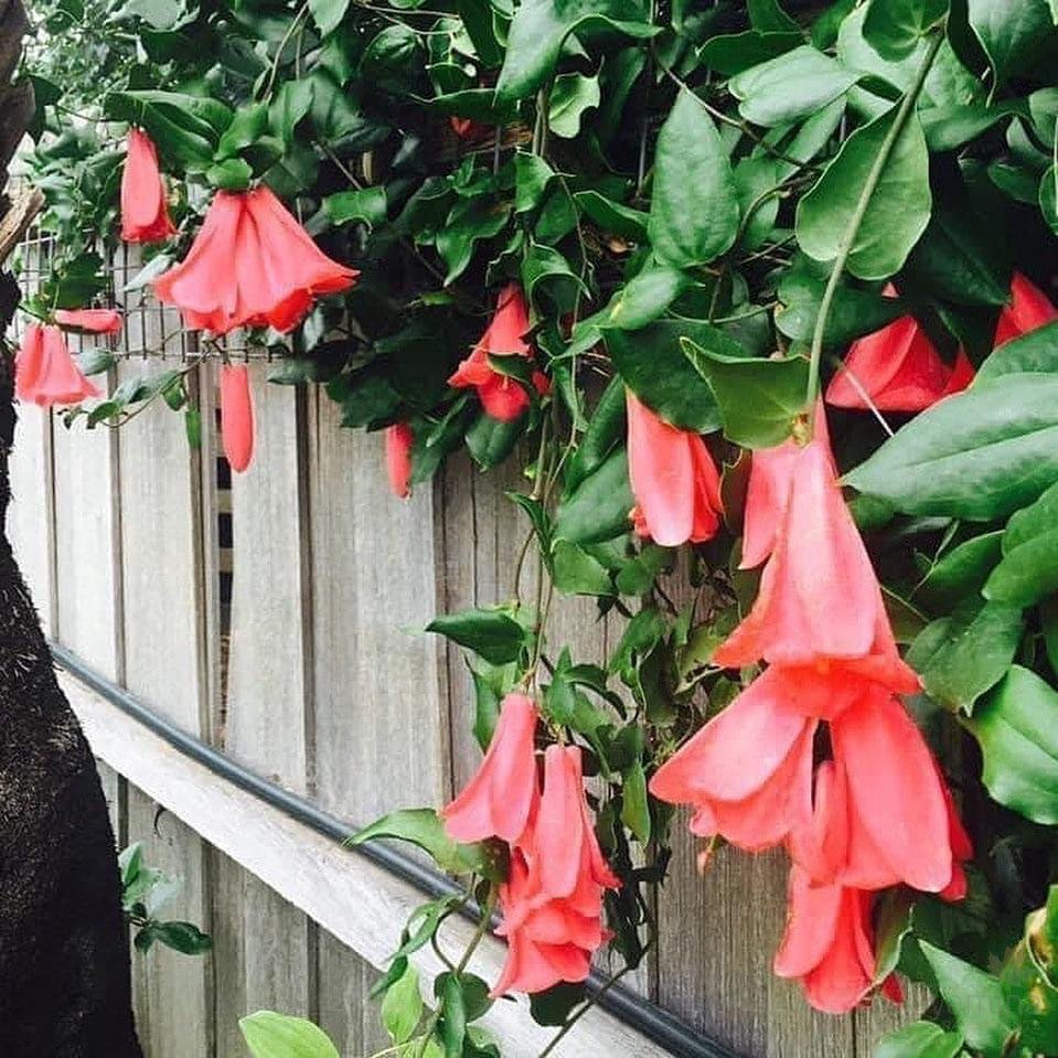 Lapageria rosea 3