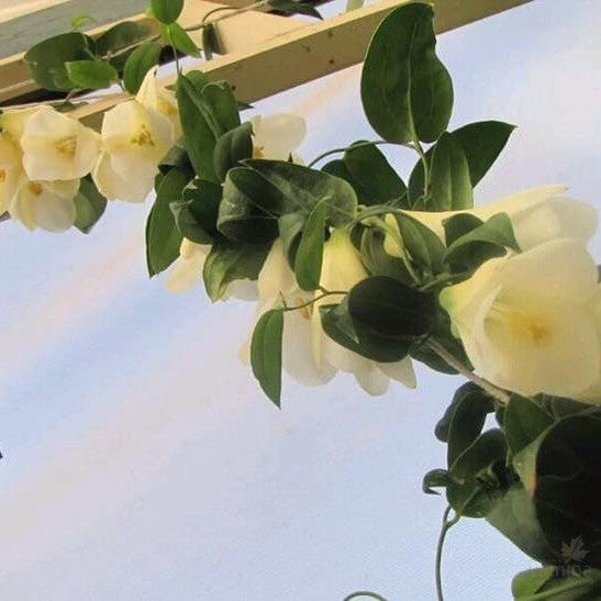 Lapageria rosea Alba 1