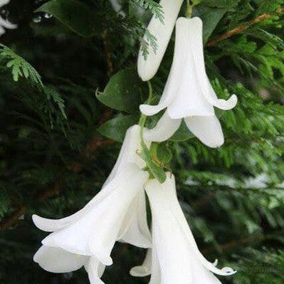 Lapageria rosea Alba 2