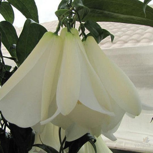 Lapageria rosea Alba 3