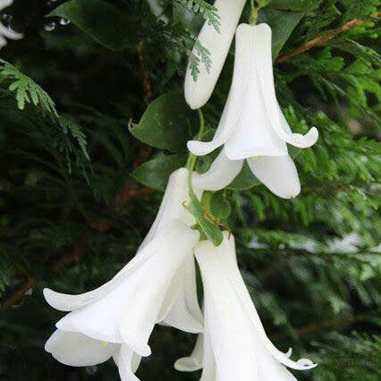 Lapageria rosea Alba 4