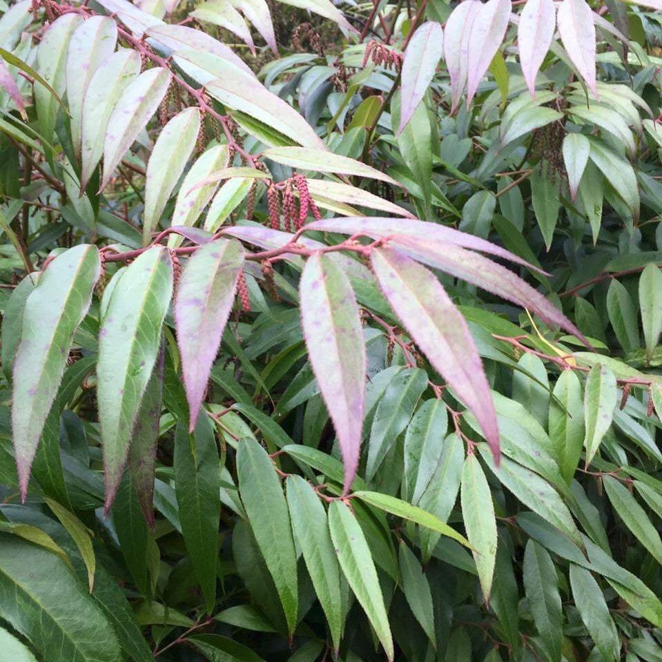 Leucothoe fontanesiana 1