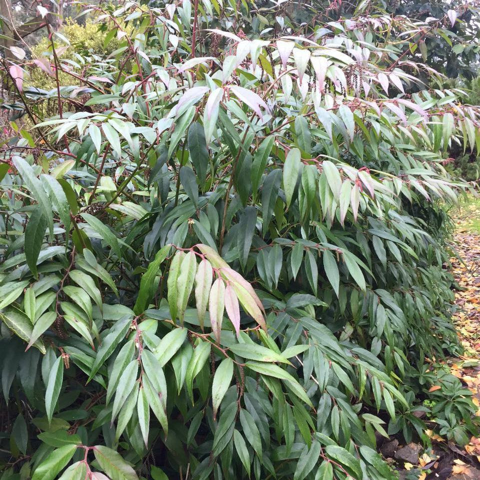 Leucothoe fontanesiana 2