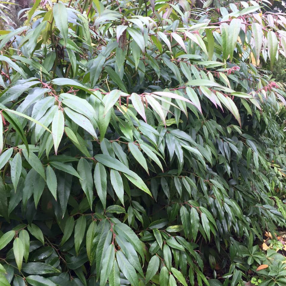 Leucothoe fontanesiana 3