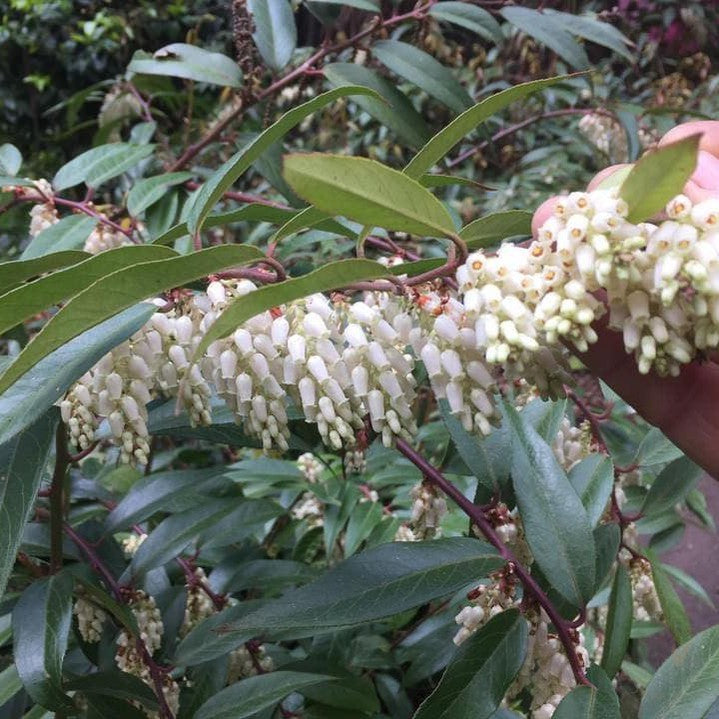 Leucothoe fontanesiana 4