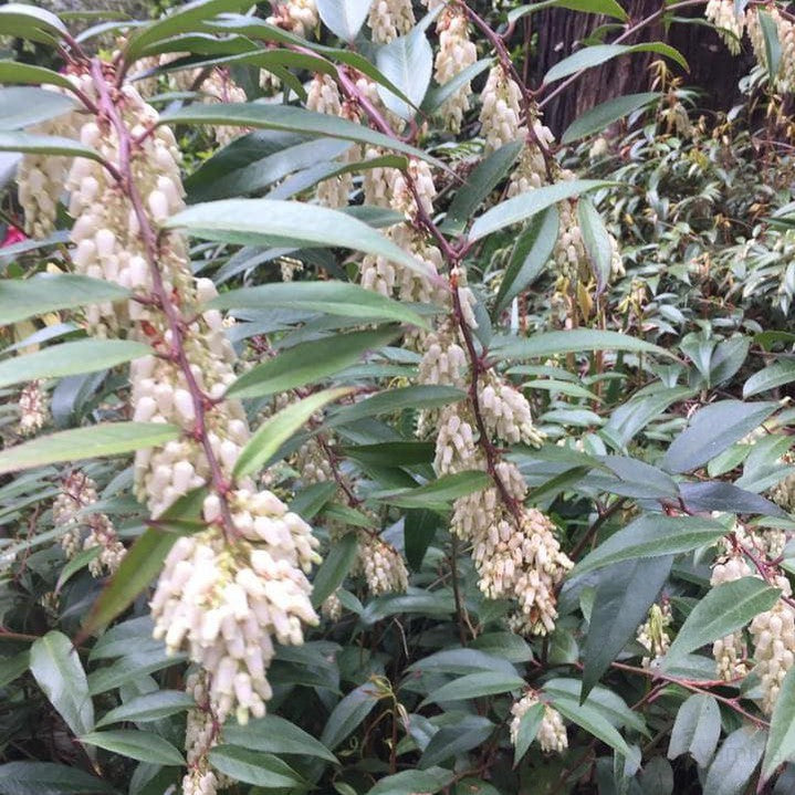 Leucothoe fontanesiana 5