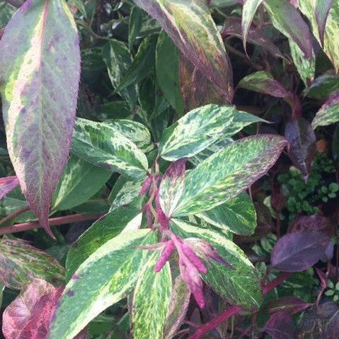 Leucothoe fontanesiana Rainbow 1