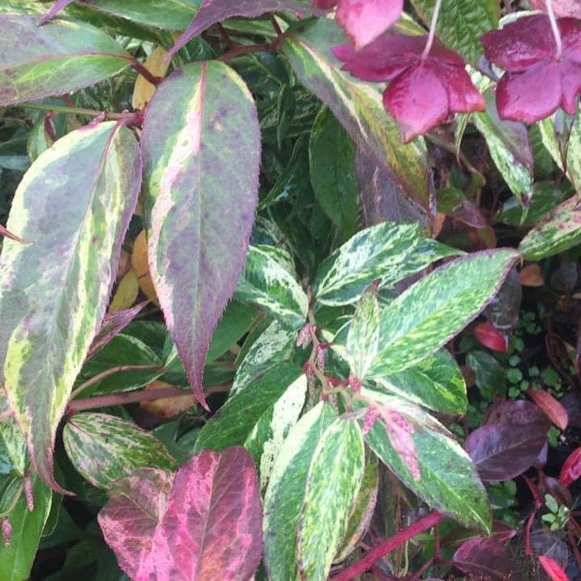 Leucothoe fontanesiana Rainbow 3