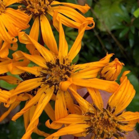 Ligularia dentata Britt Marie Crawford 1