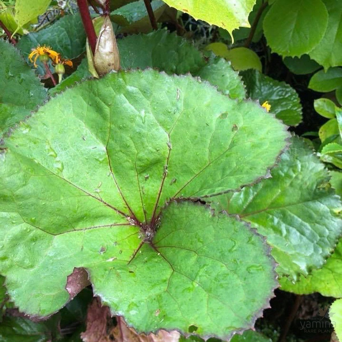 Ligularia dentata Britt Marie Crawford 2