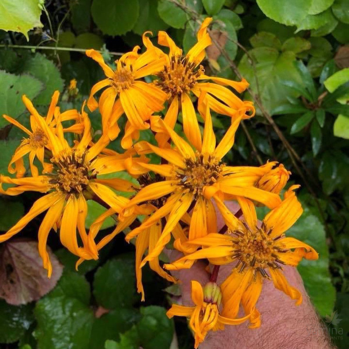 Ligularia dentata Britt Marie Crawford 3