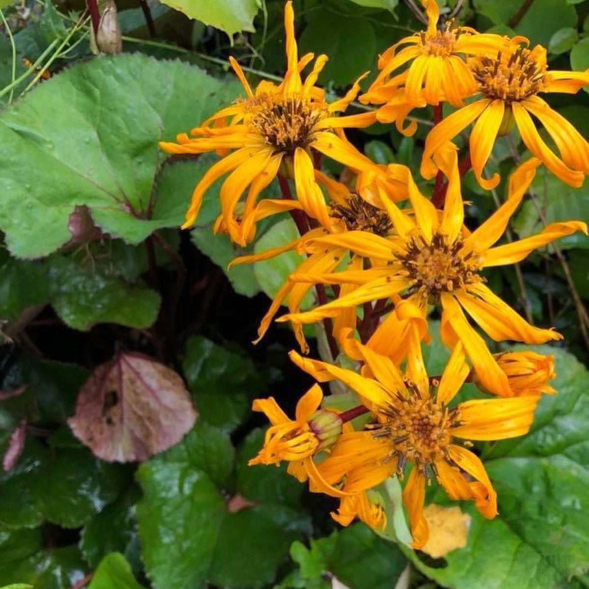 Ligularia dentata Britt Marie Crawford 4