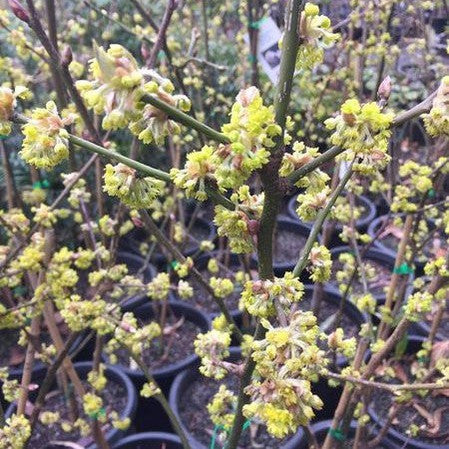 Lindera obtusiloba (Japanese Spicebush) 3