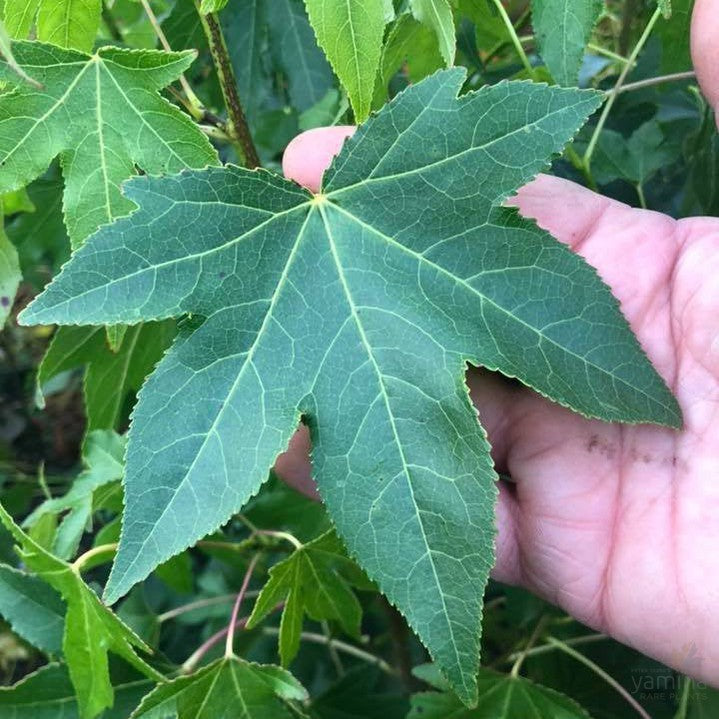 Liquidambar styraciflua Festeri 1