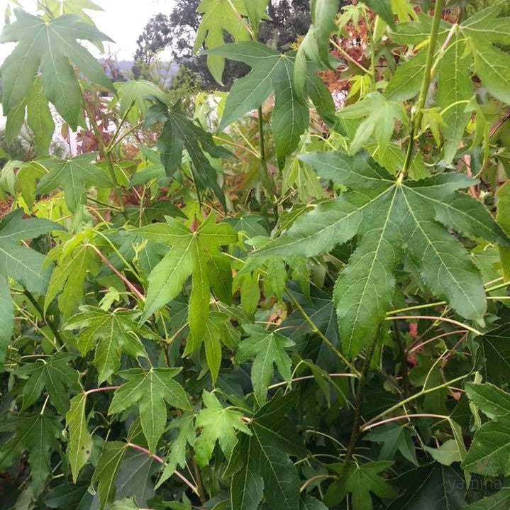 Liquidambar styraciflua Festeri 2