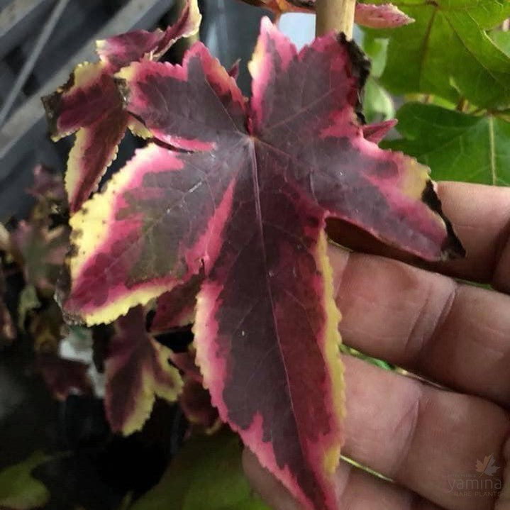 Liquidambar styraciflua Golden Treasure 1