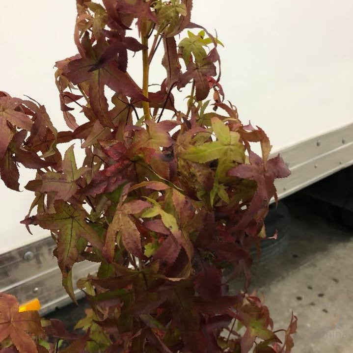 Liquidambar styraciflua Jennifer Carrol 1