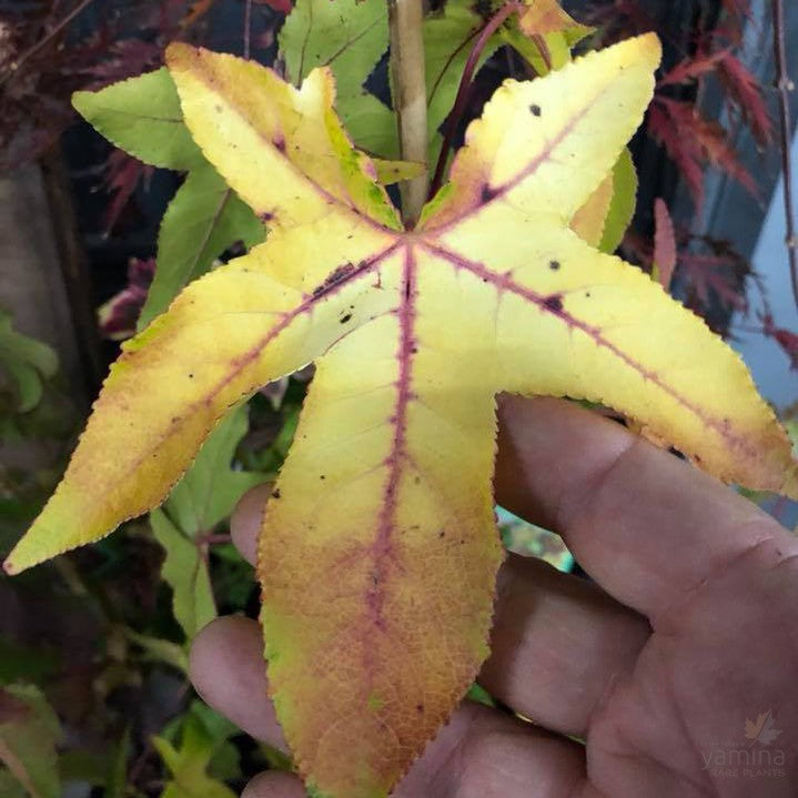 Liquidambar styraciflua Moon Beam 1