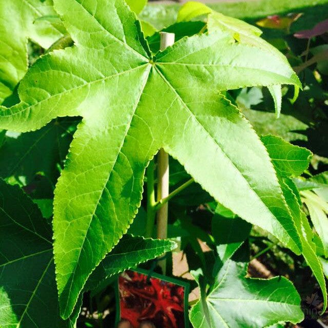 Liquidambar styraciflua Palo Alto 1