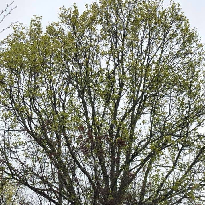 Liriodendron tulipifera Aureomarginatum 1