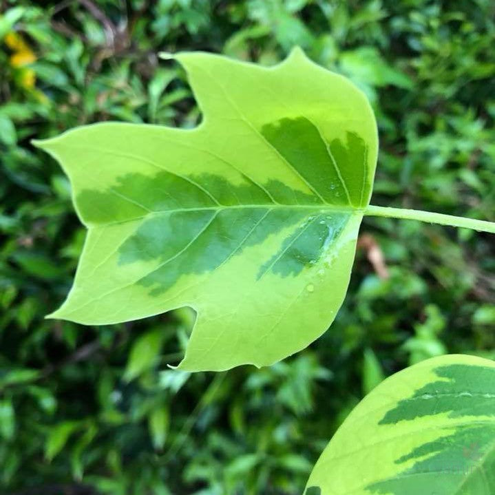 Liriodendron tulipifera Aureomarginatum 2