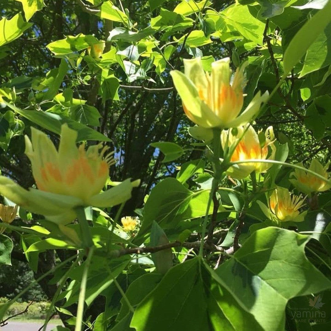 Liriodendron tulipifera Aureomarginatum 3