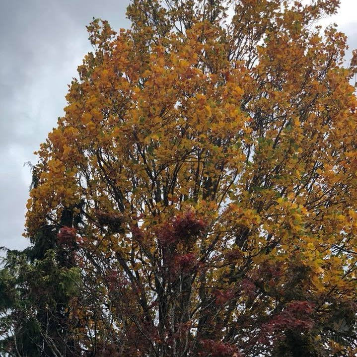 Liriodendron tulipifera Fastigiatum 10