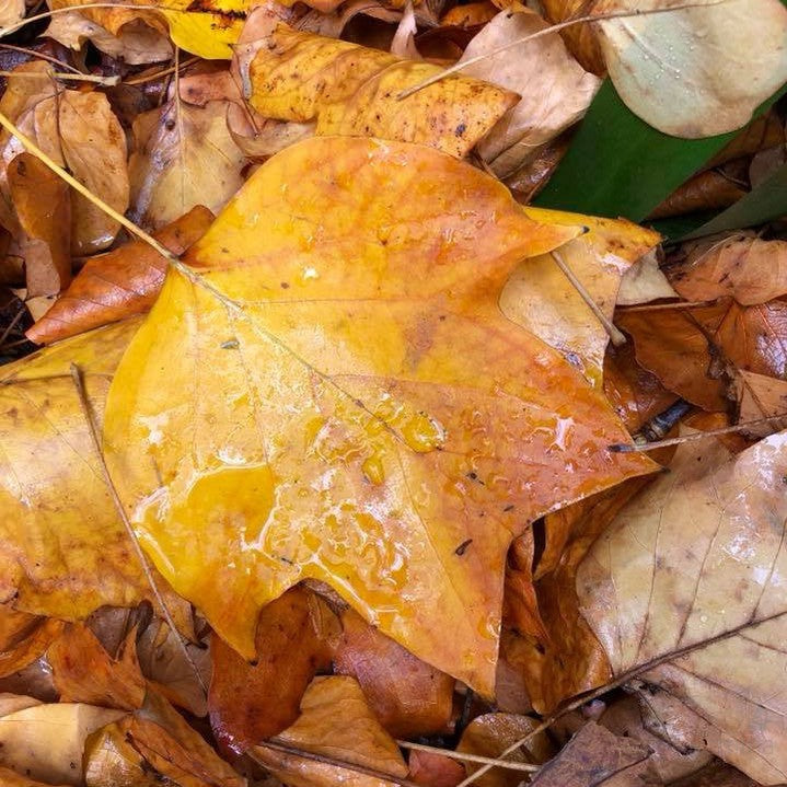 Liriodendron tulipifera Fastigiatum 11