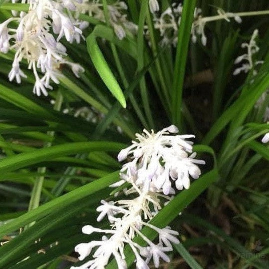 Liriope muscari Emerald Cascade 2