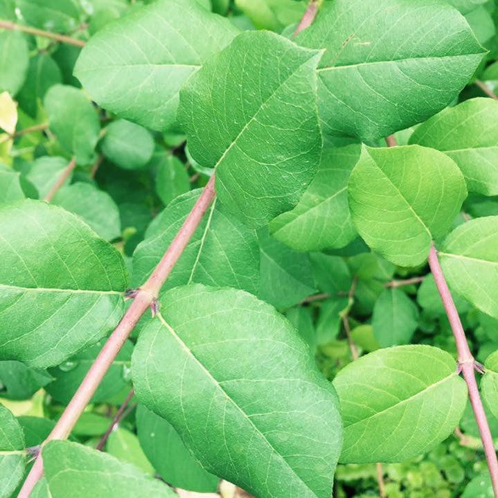 Lonicera fragrantissima