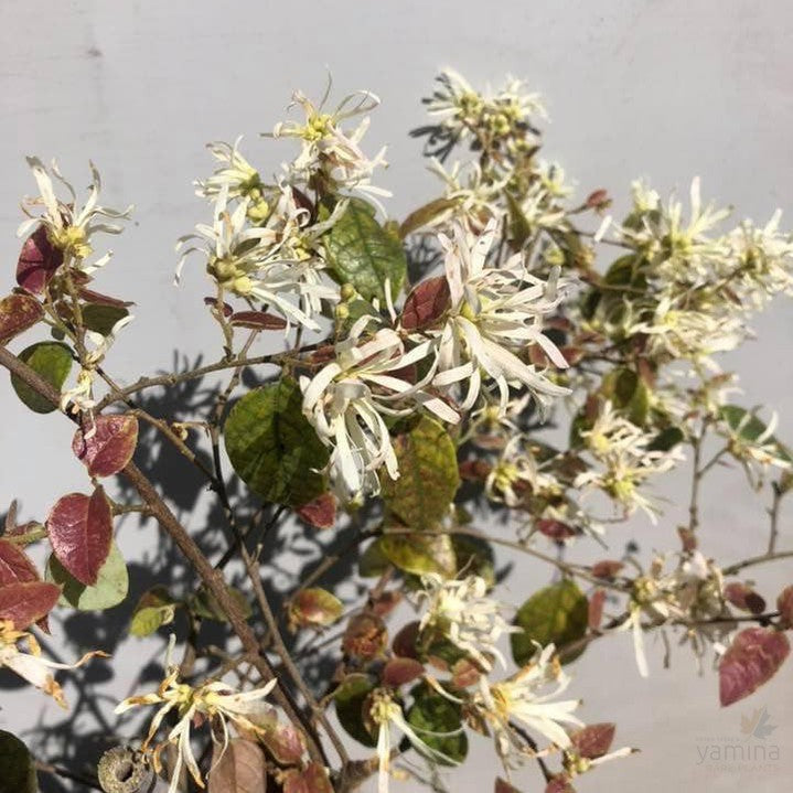 Loropetalum chinense 2