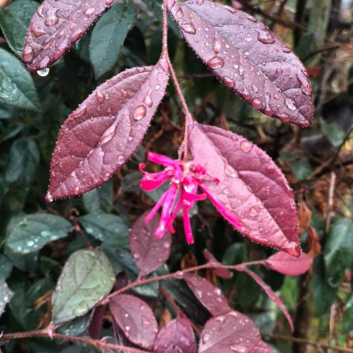 Loropetalum chinense Burgundy 1