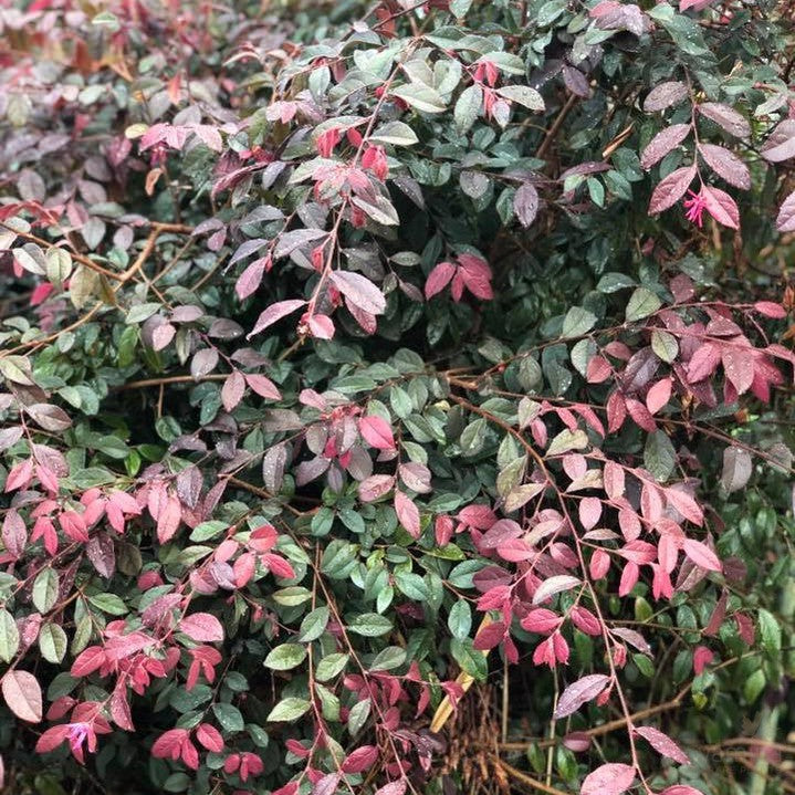 Loropetalum chinense Burgundy 2