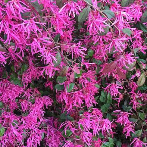 Loropetalum chinense Burgundy 3