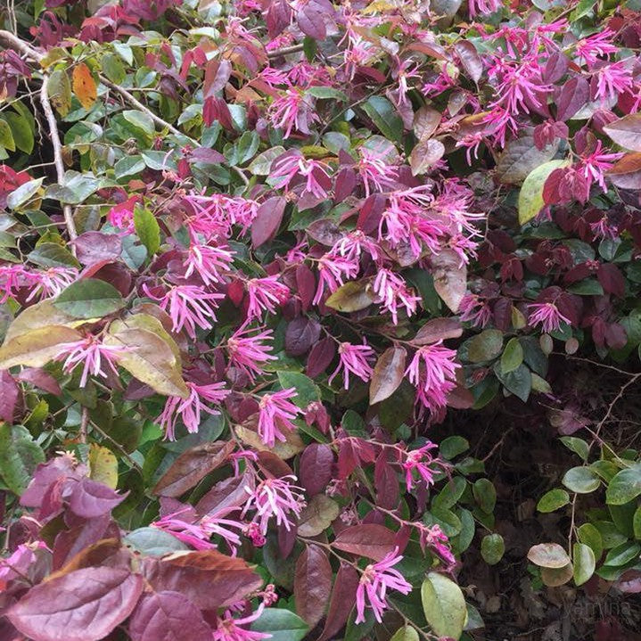 Loropetalum chinense Burgundy 4