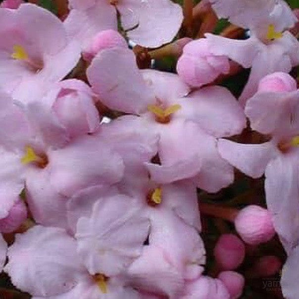 Luculia gratissima Early Dawn 1