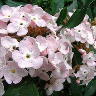 Luculia gratissima Fragrant Cloud 1