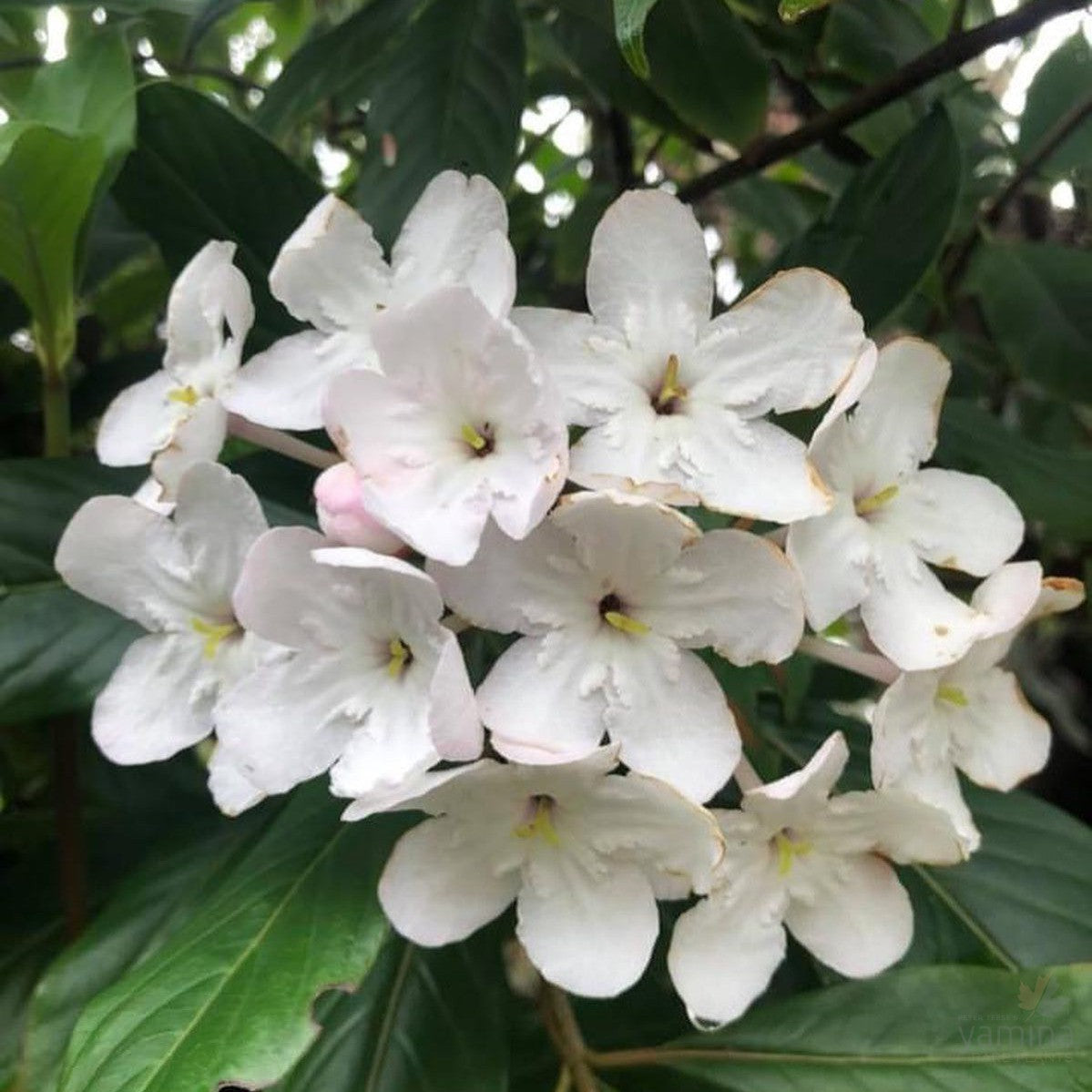 Luculia pinceana White Frills 3