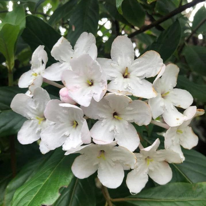 Luculia pinceana White Frills 4