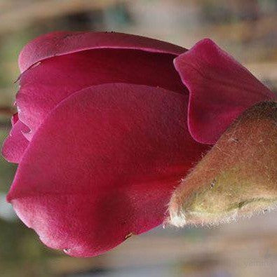 Magnolia Red As 1