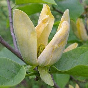 Magnolia acuminata (Cucumber Tree) 1