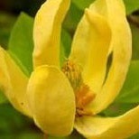 Magnolia acuminata Golden Glow 1
